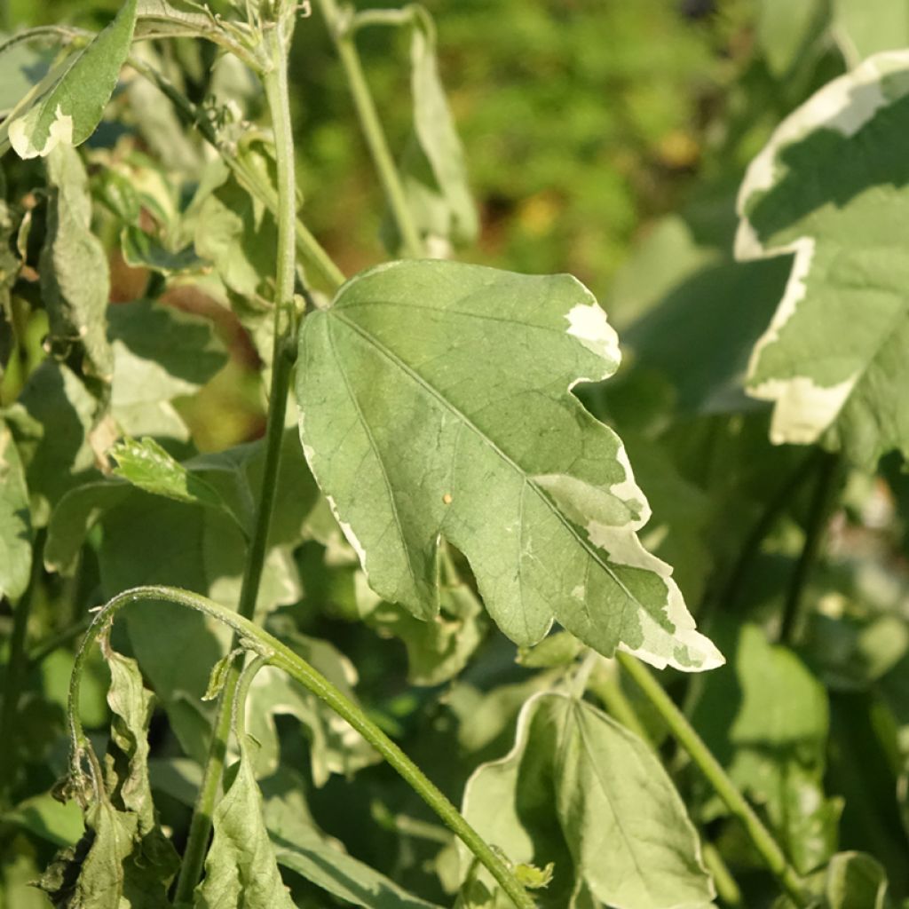 Hibisco-da-síria Sugar Tip - Hibiscus syriacus