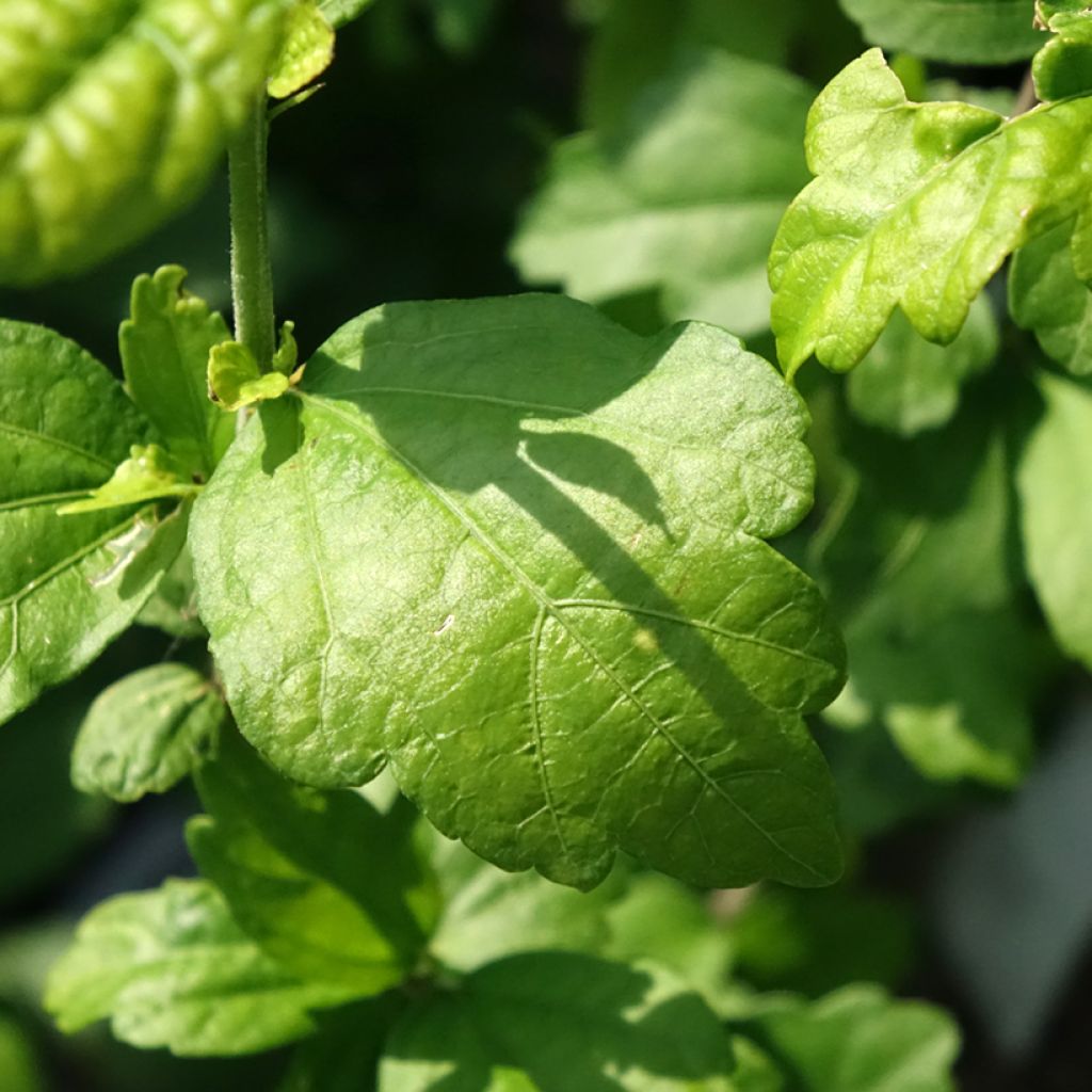 Hibisco-da-síria Ultramarine - Hibiscus syriacus