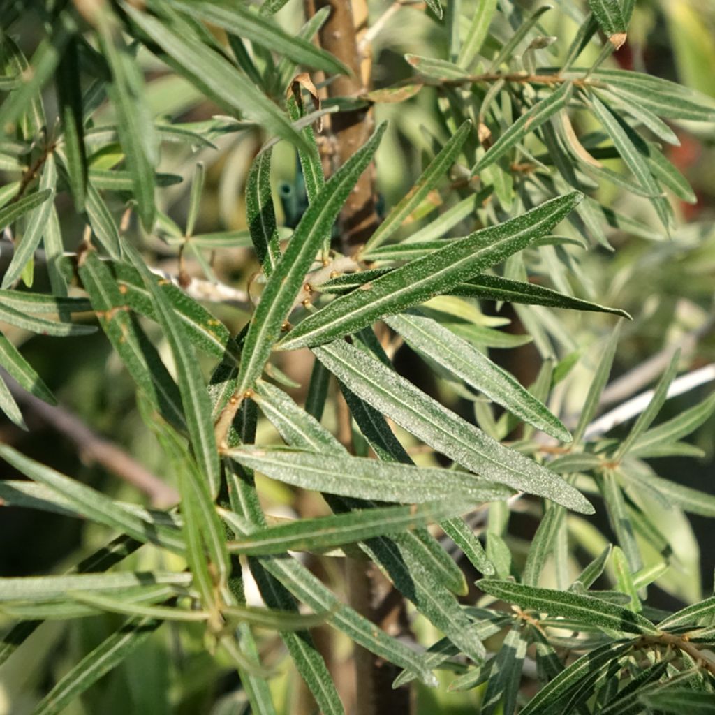 Hippophae rhamnoides Frugana