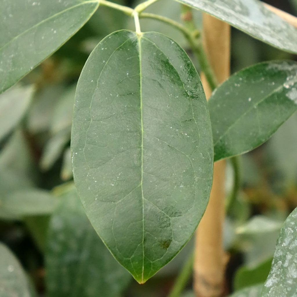 Holboellia traversii