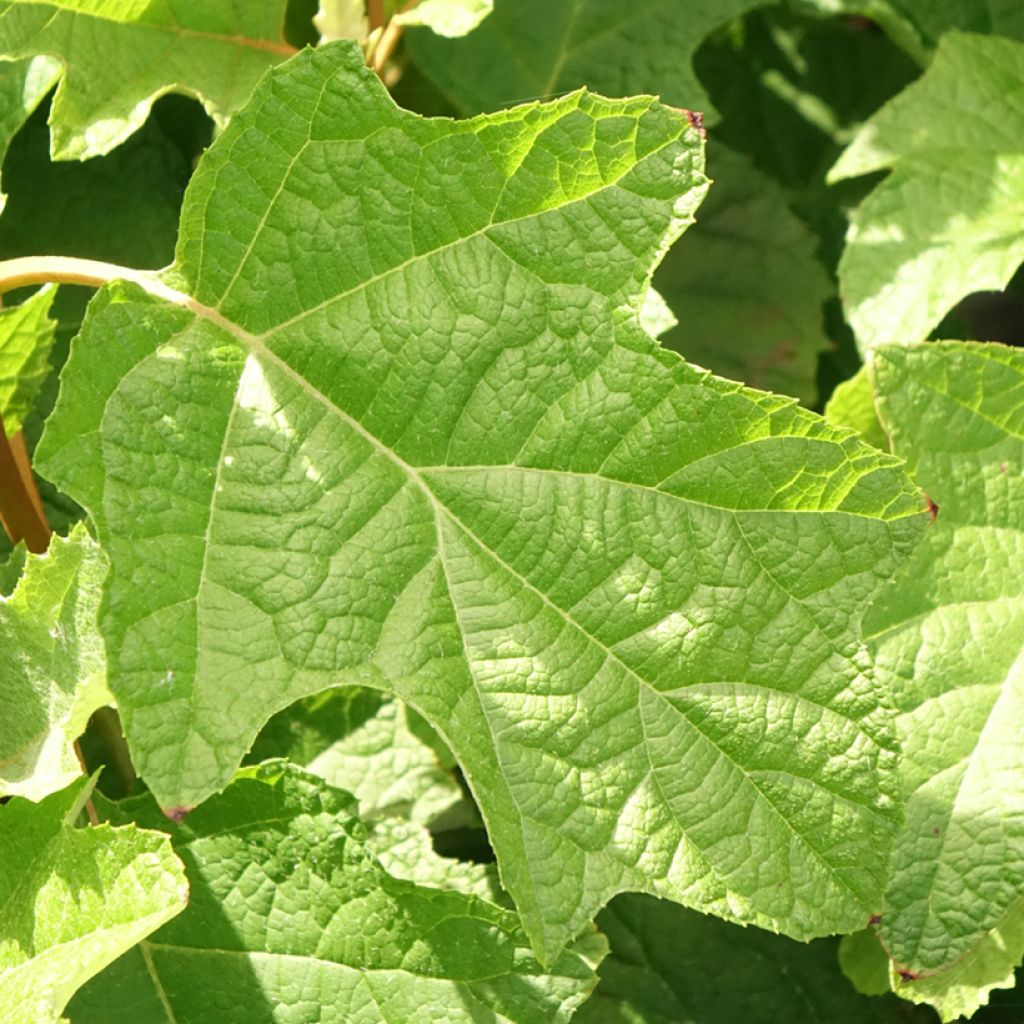 Hortênsia quercifolia Gatsby Star