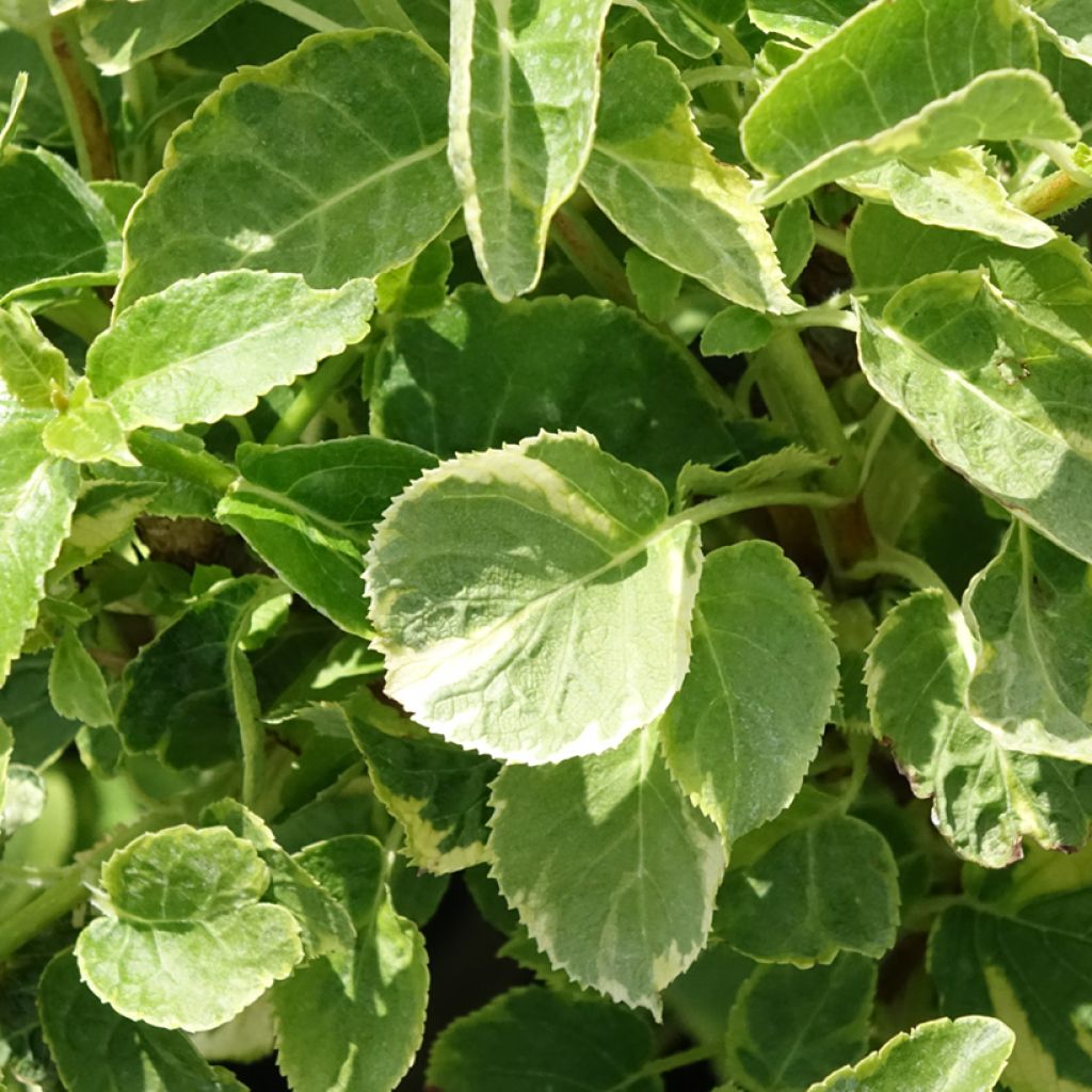 Hortênsia trepadeira anomala petiolaris Miranda