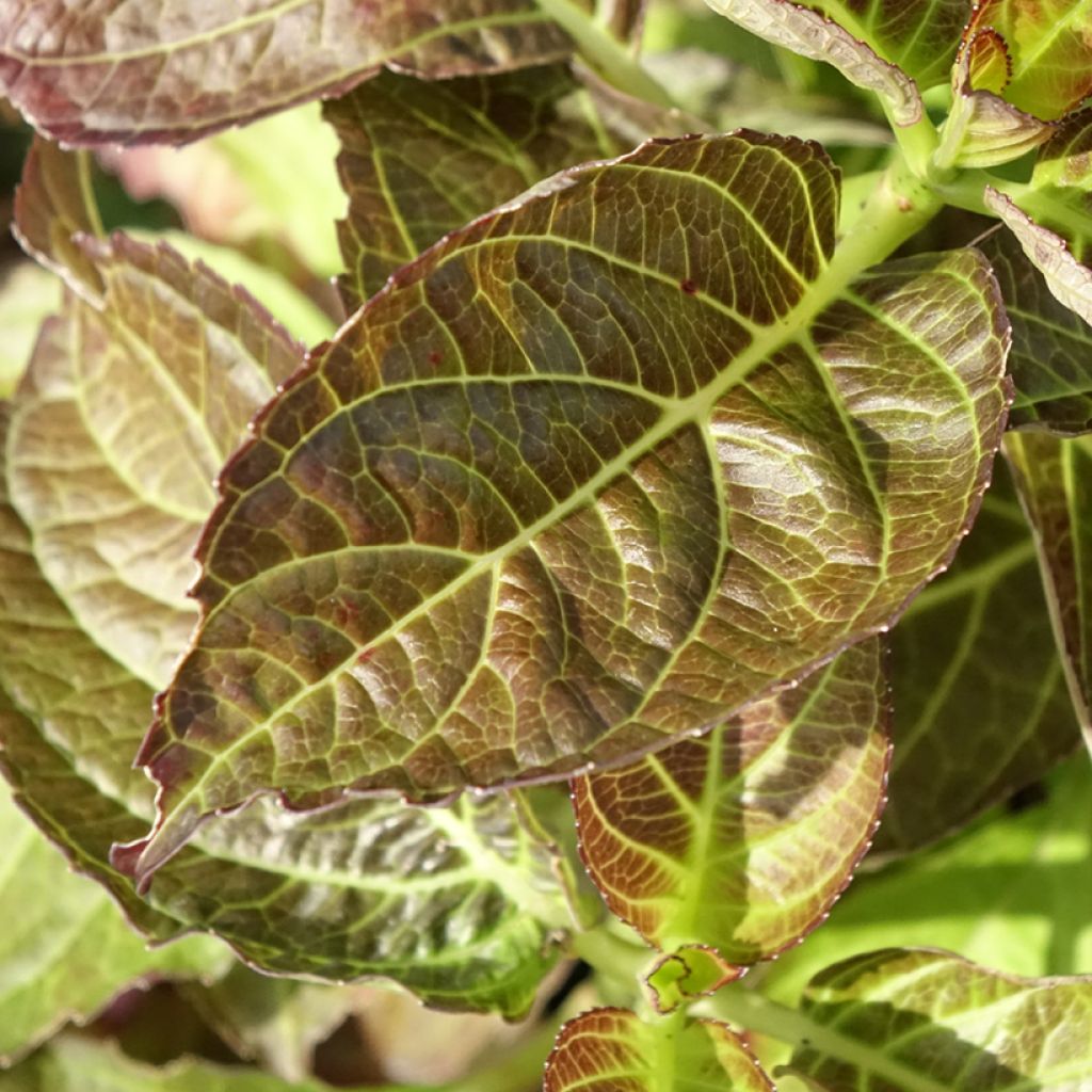 Hortênsia macrophylla Benthe