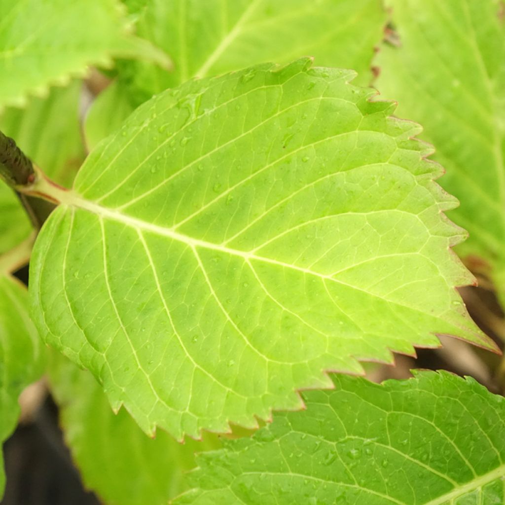 Hortênsia macrophylla Black Steel Purple