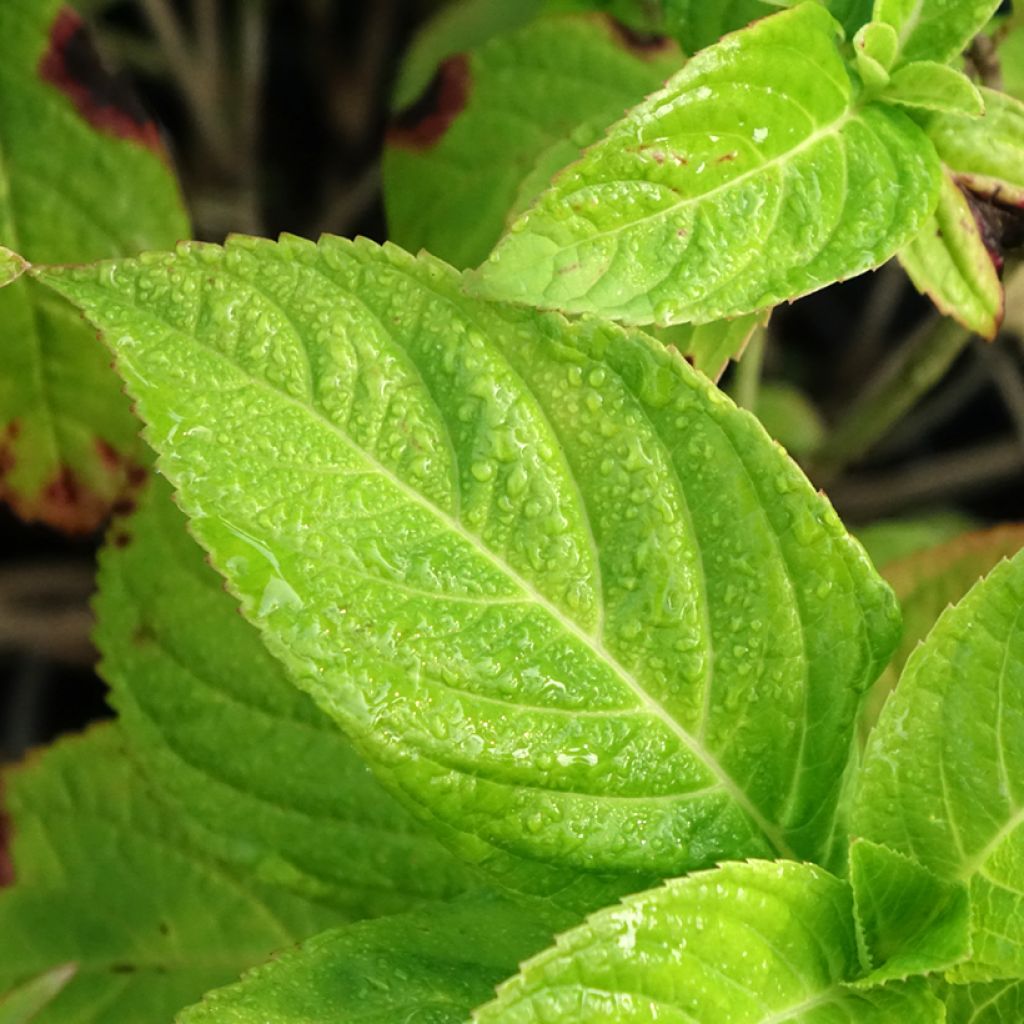 Hortênsia macrophylla Bouquet Rose