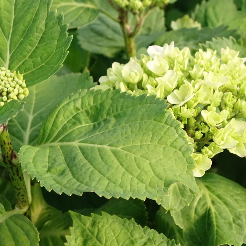 Hortênsia macrophylla Early Blue