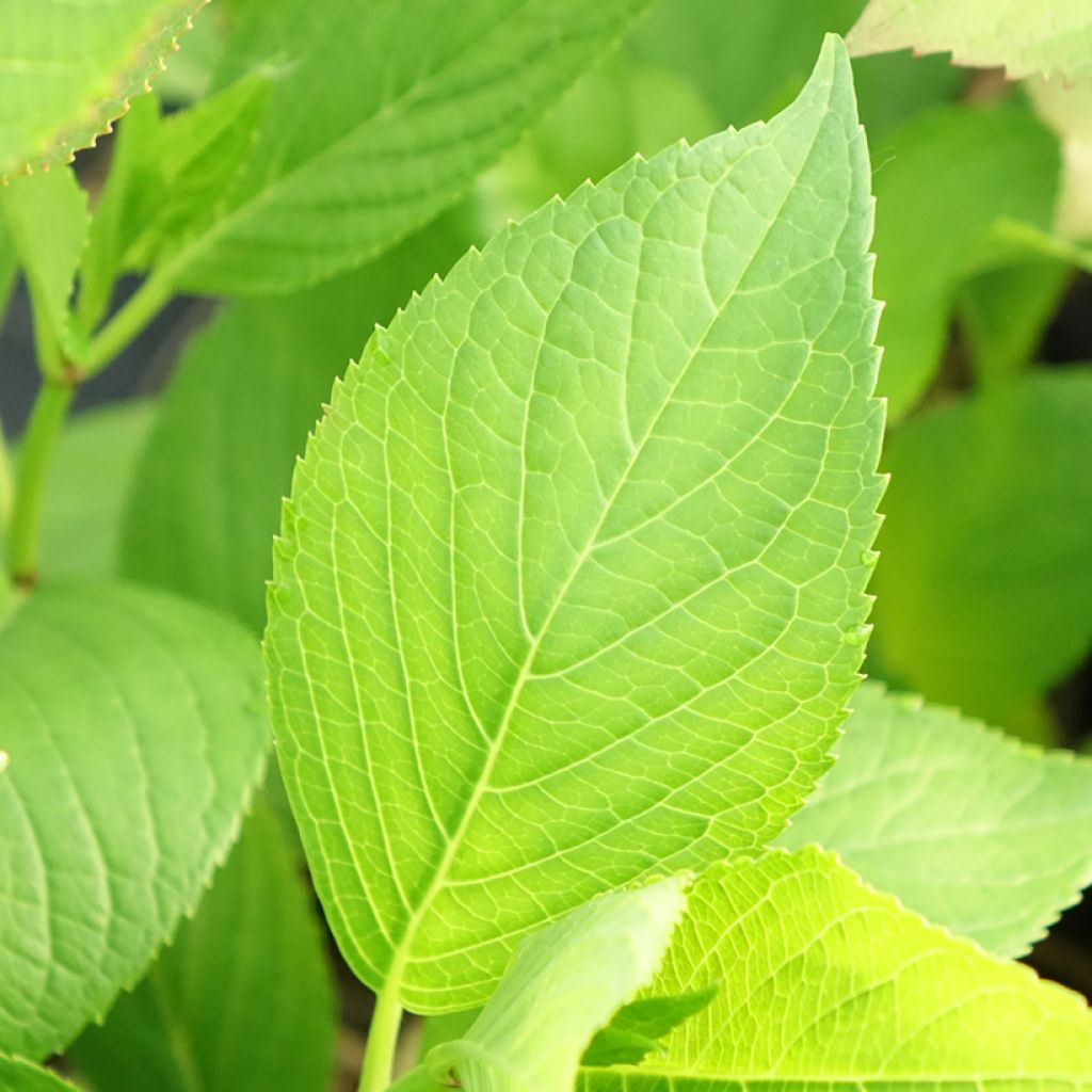 Hortênsia macrophylla Glowing Amber