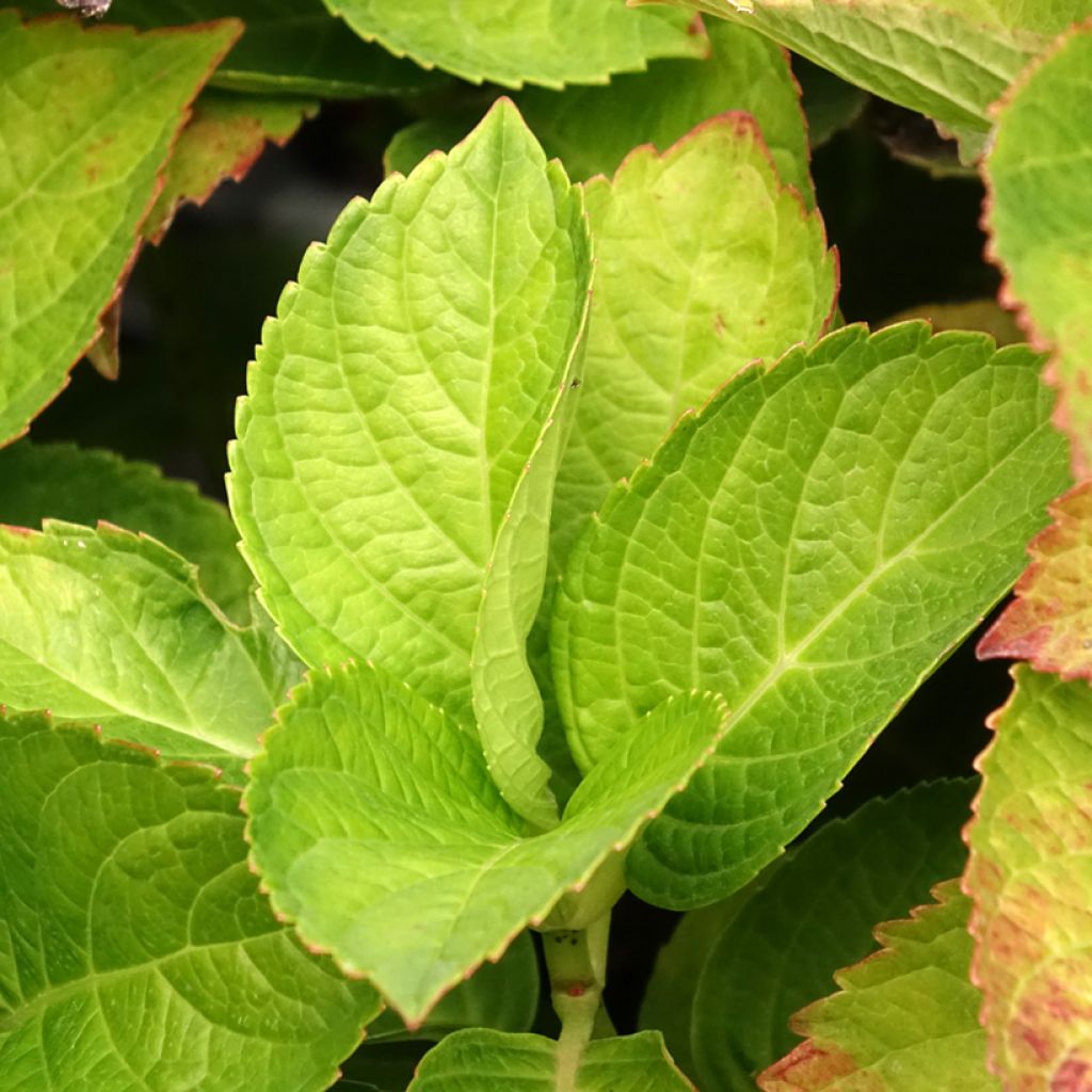 Hydrangea macrophylla Magical Coral - Bolhortensia roze