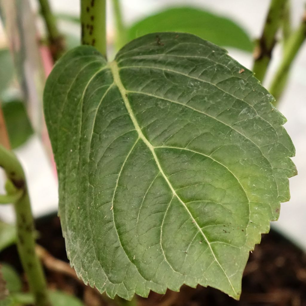 Hortênsia macrophylla Magical Jewel Rosa