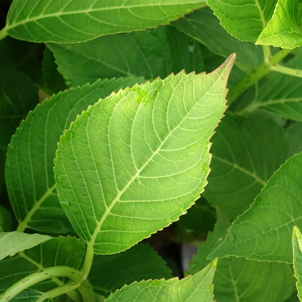 Hortênsia macrophylla Messalina