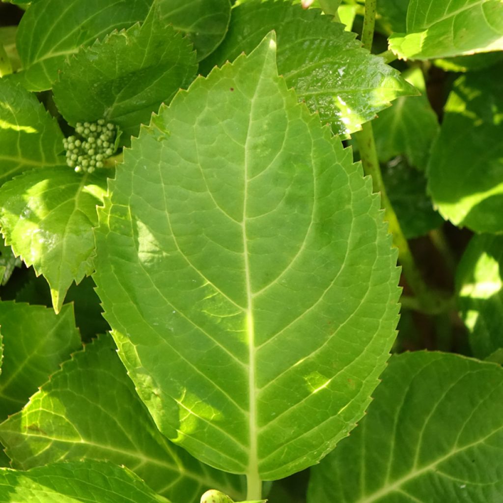 Hortênsia macrophylla Rahic