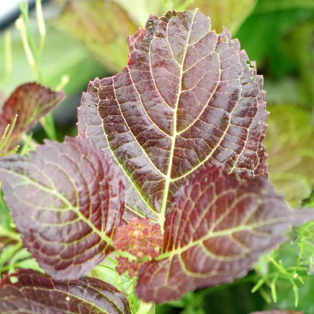 Hortênsia macrophylla Selma