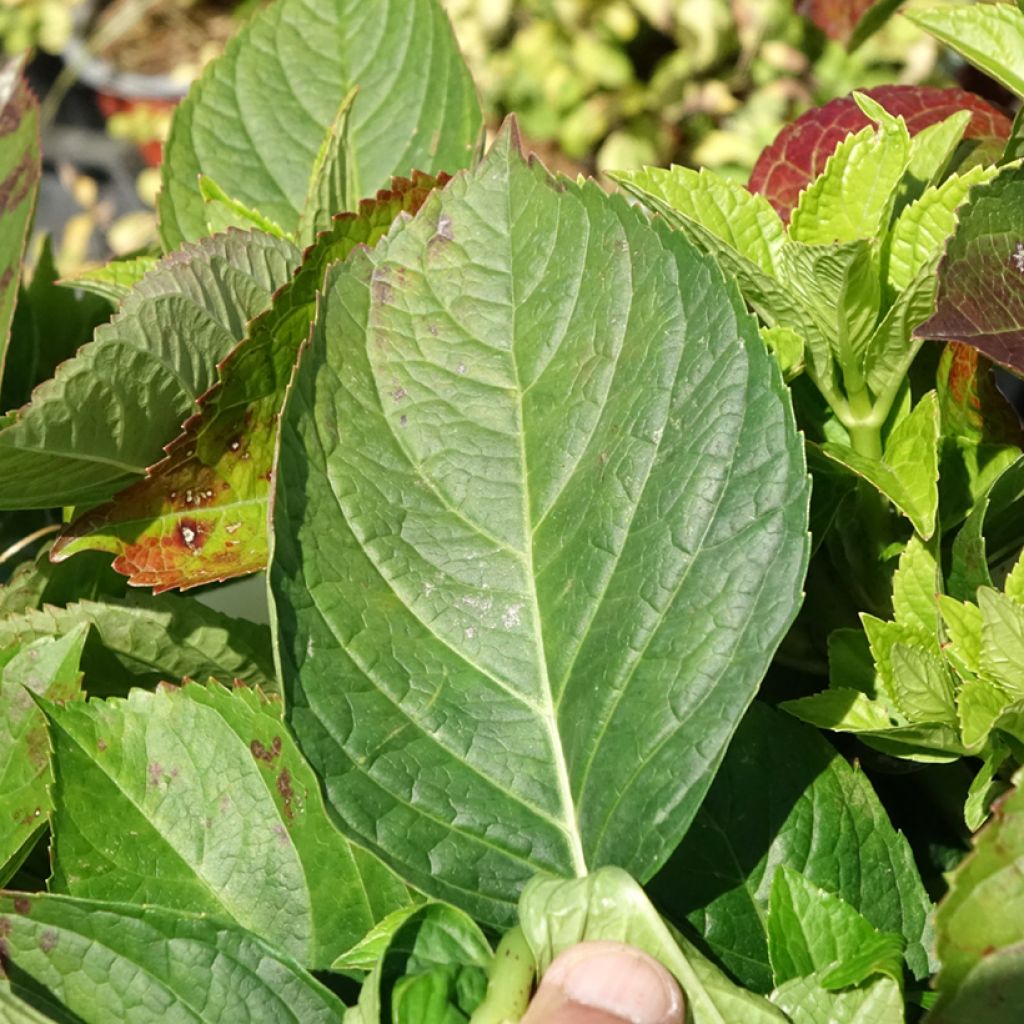 Hortênsia macrophylla You and Me Love