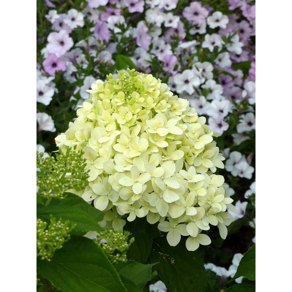 Hydrangea paniculata Limelight - Hortensia paniculé