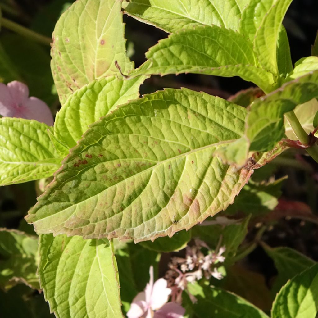 Hortênsia serrata Bleuet