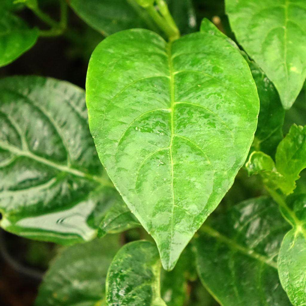 Hortênsia serrata Impératrice Eugénie