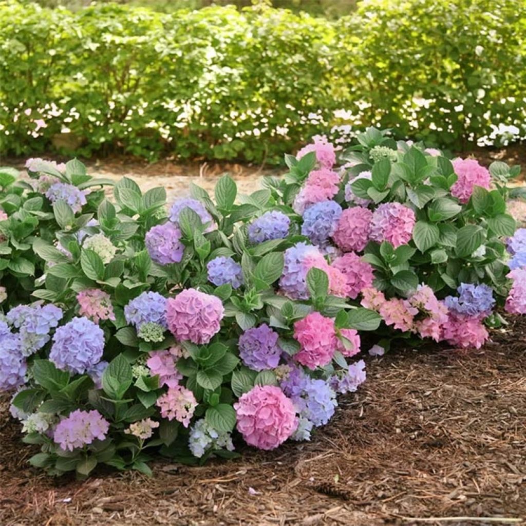 Hortensia - Hydrangea macrophylla L.A Dreamin