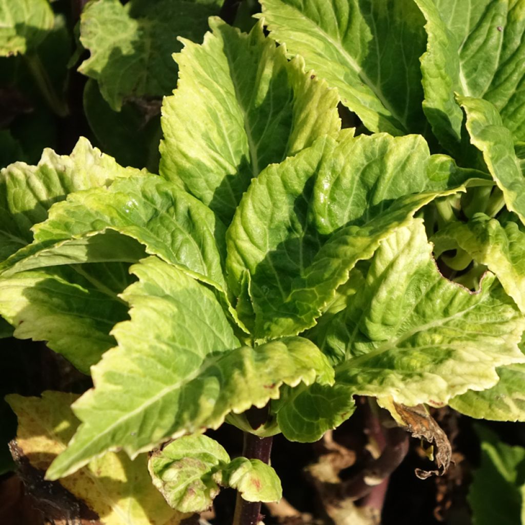 Hortênsia macrophylla So Long Aya