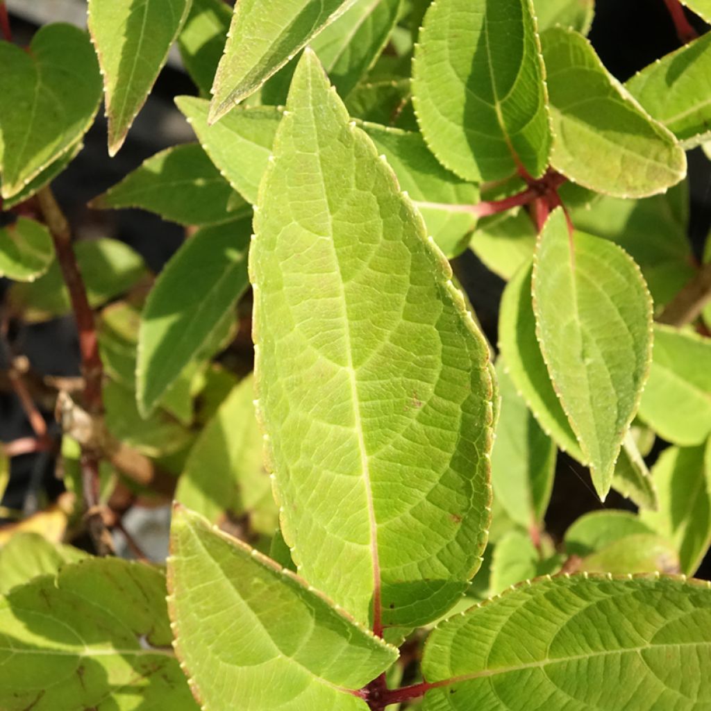 Hortênsia paniculata Dharuma