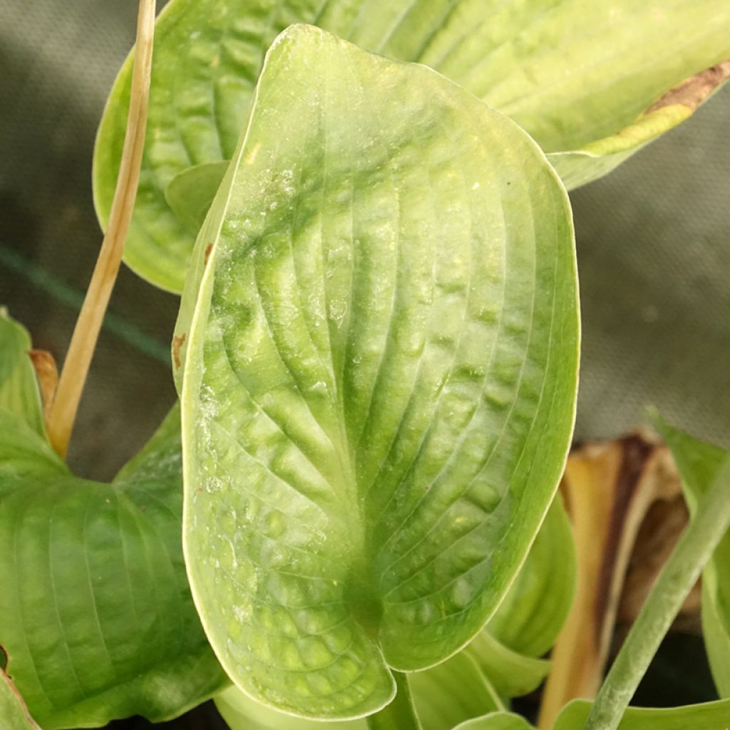 Hosta sieboldiana Abiqua Drinking Gourd