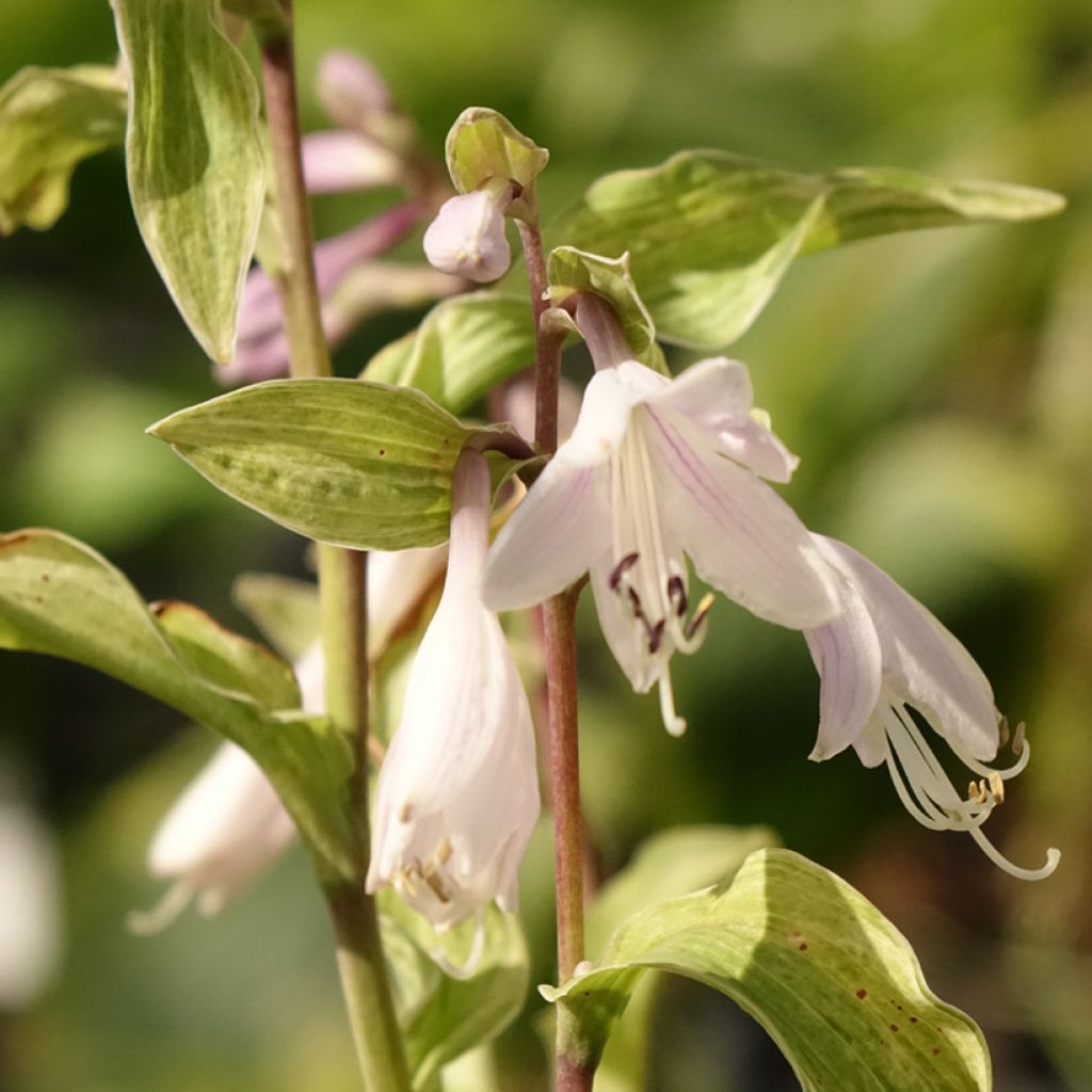 Hosta fortunei Allegan Fog