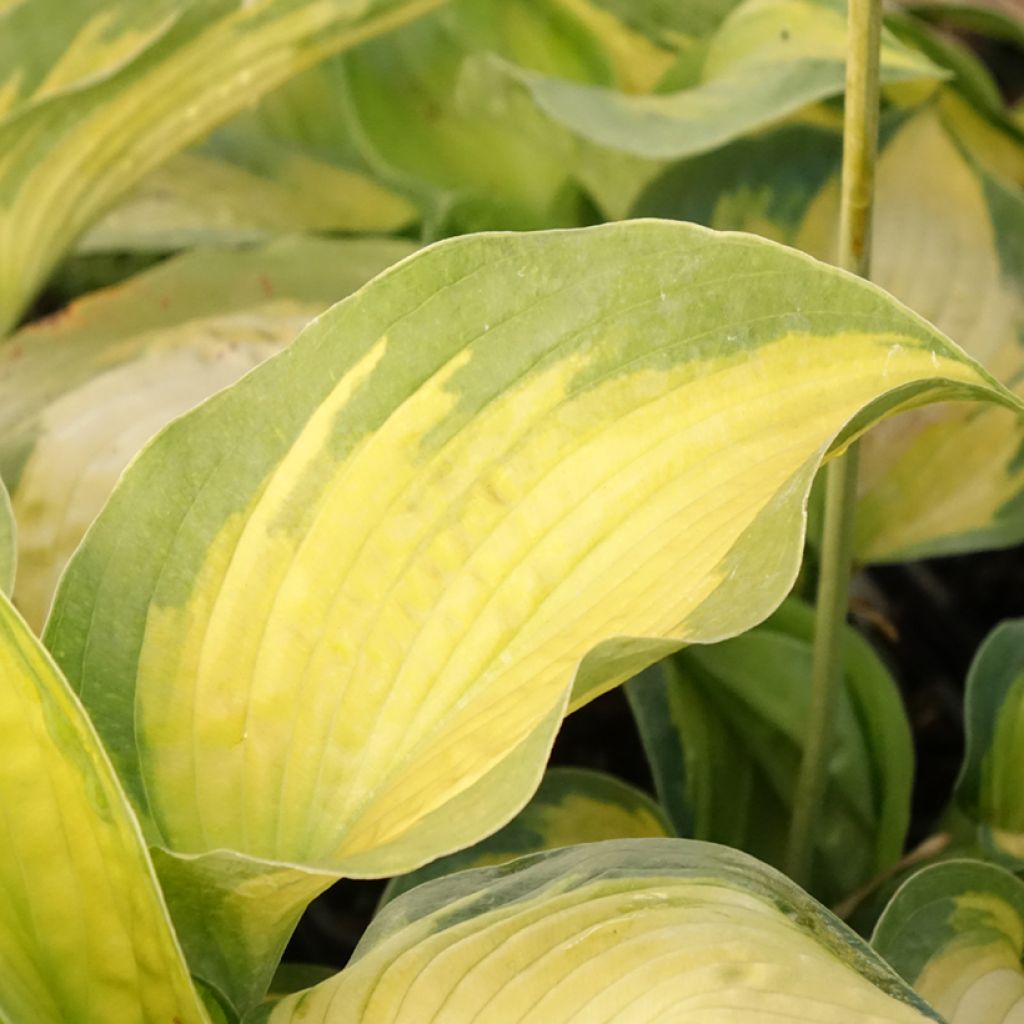 Hosta Alligator Alley