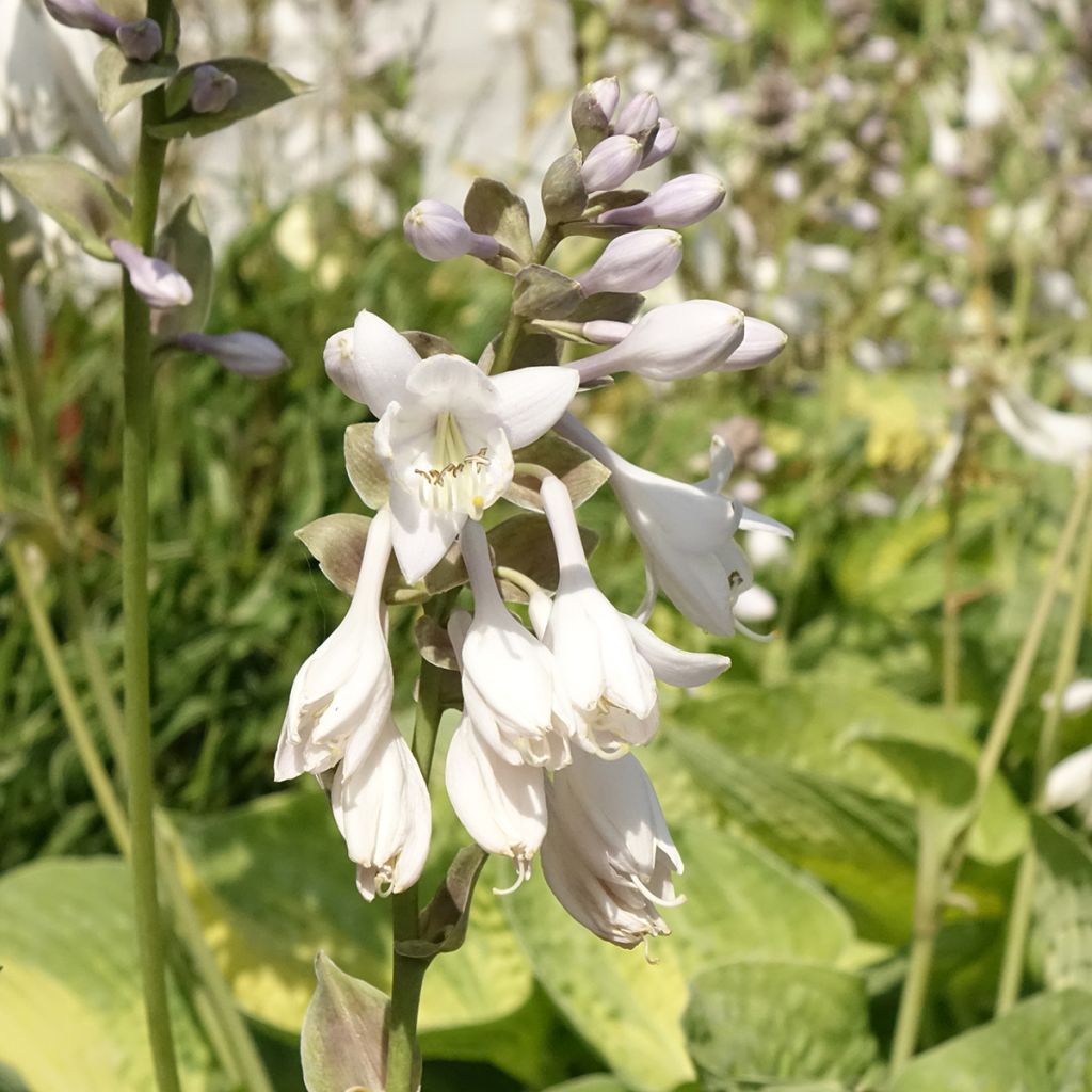 Hosta Alligator Alley