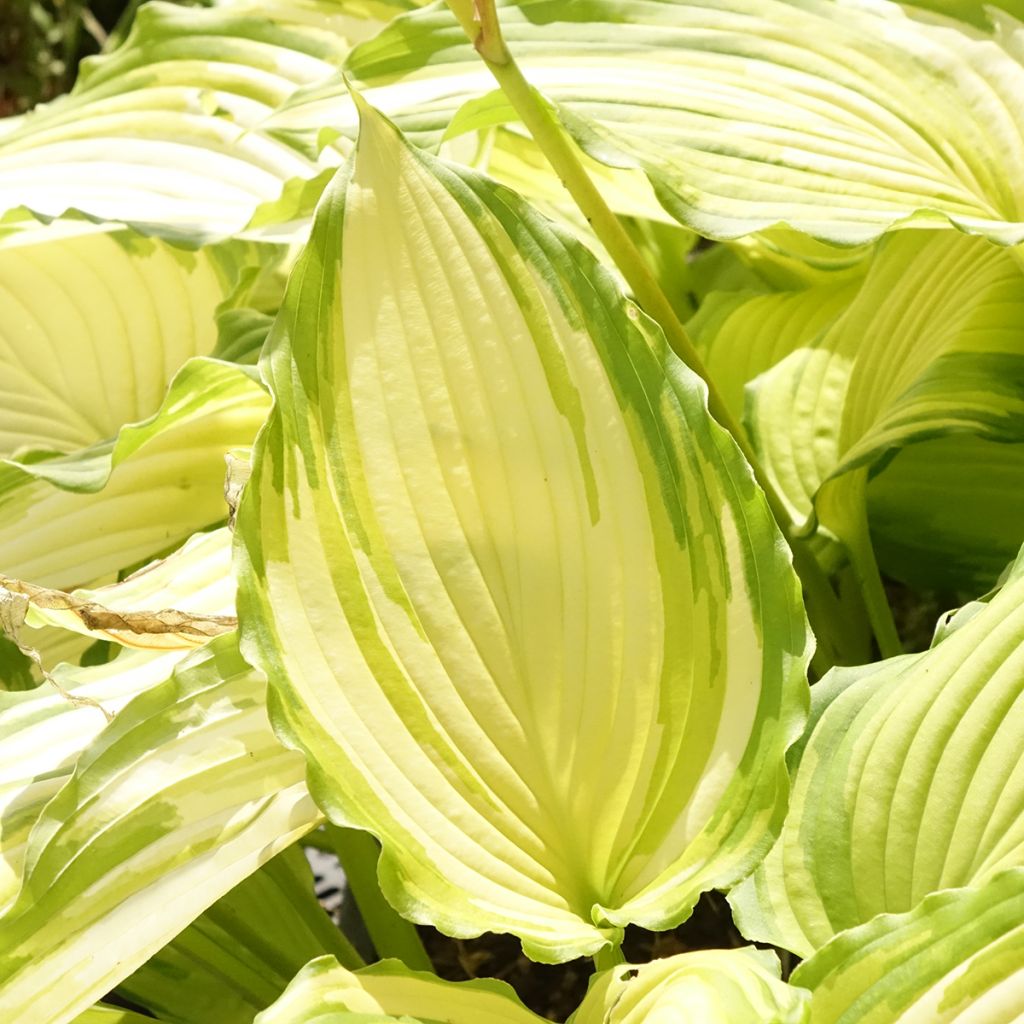Hosta Amalia