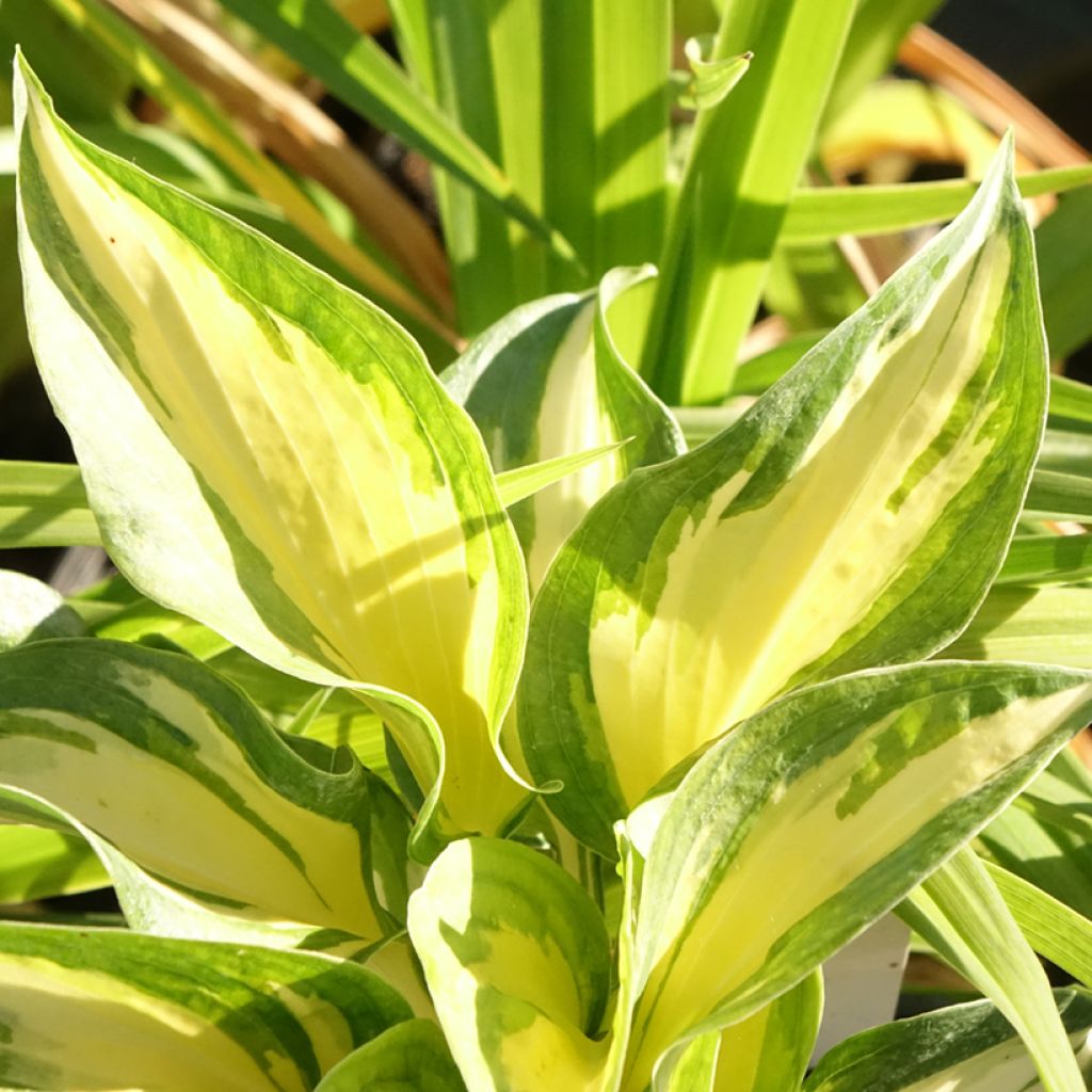 Hosta Beach Boy