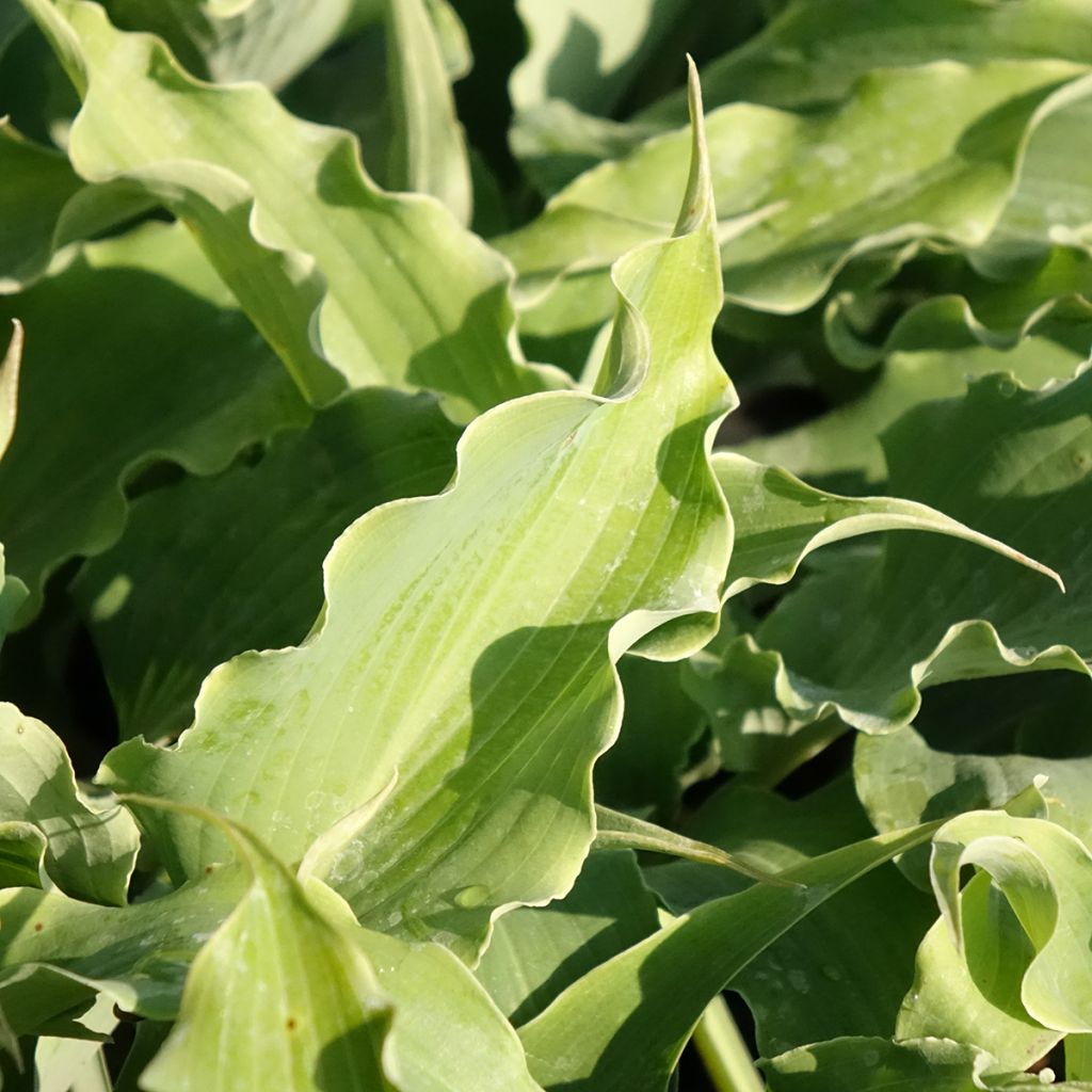 Hosta Blue Cascade
