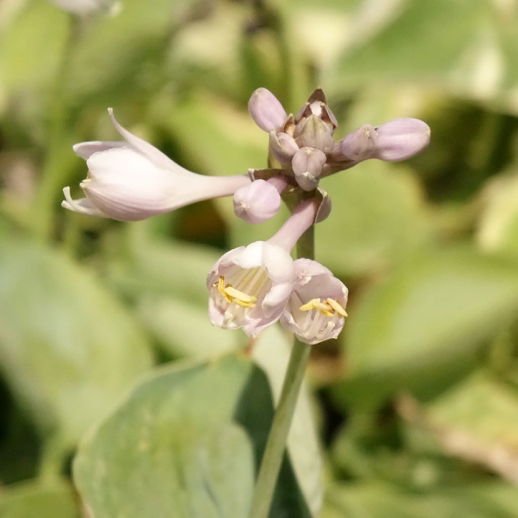 Hosta Blue Umbrellas