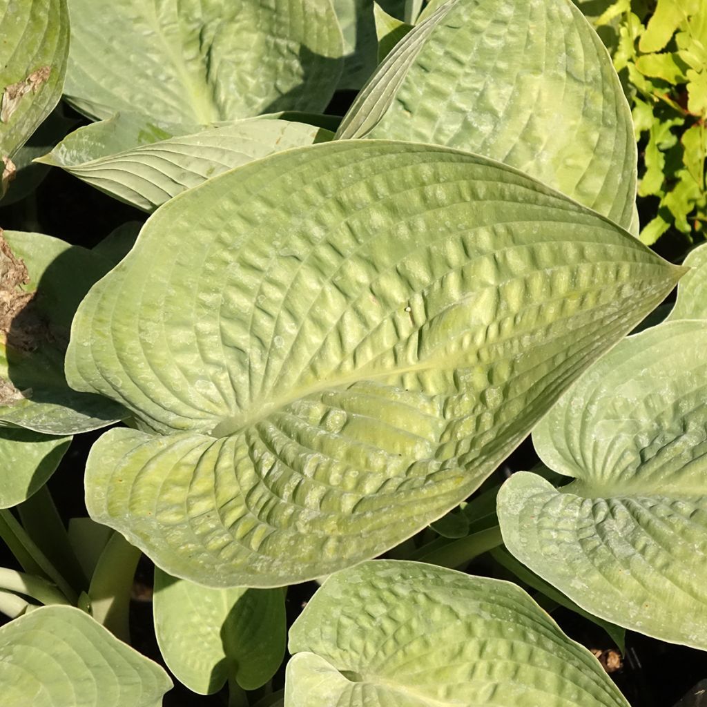Hosta sieboldiana Blue Vision