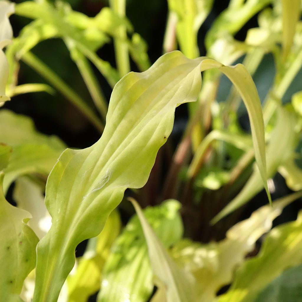 Hosta Curly Fries