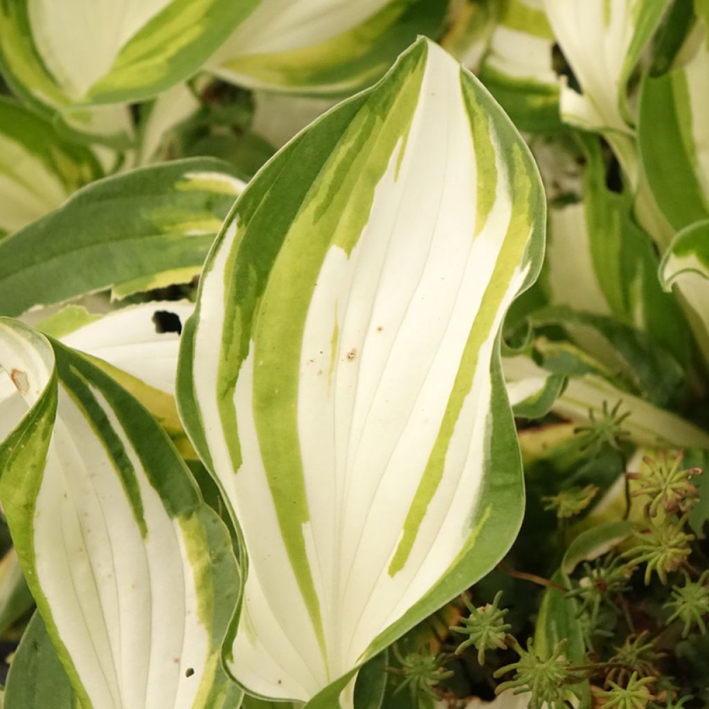 Hosta Fire and Ice