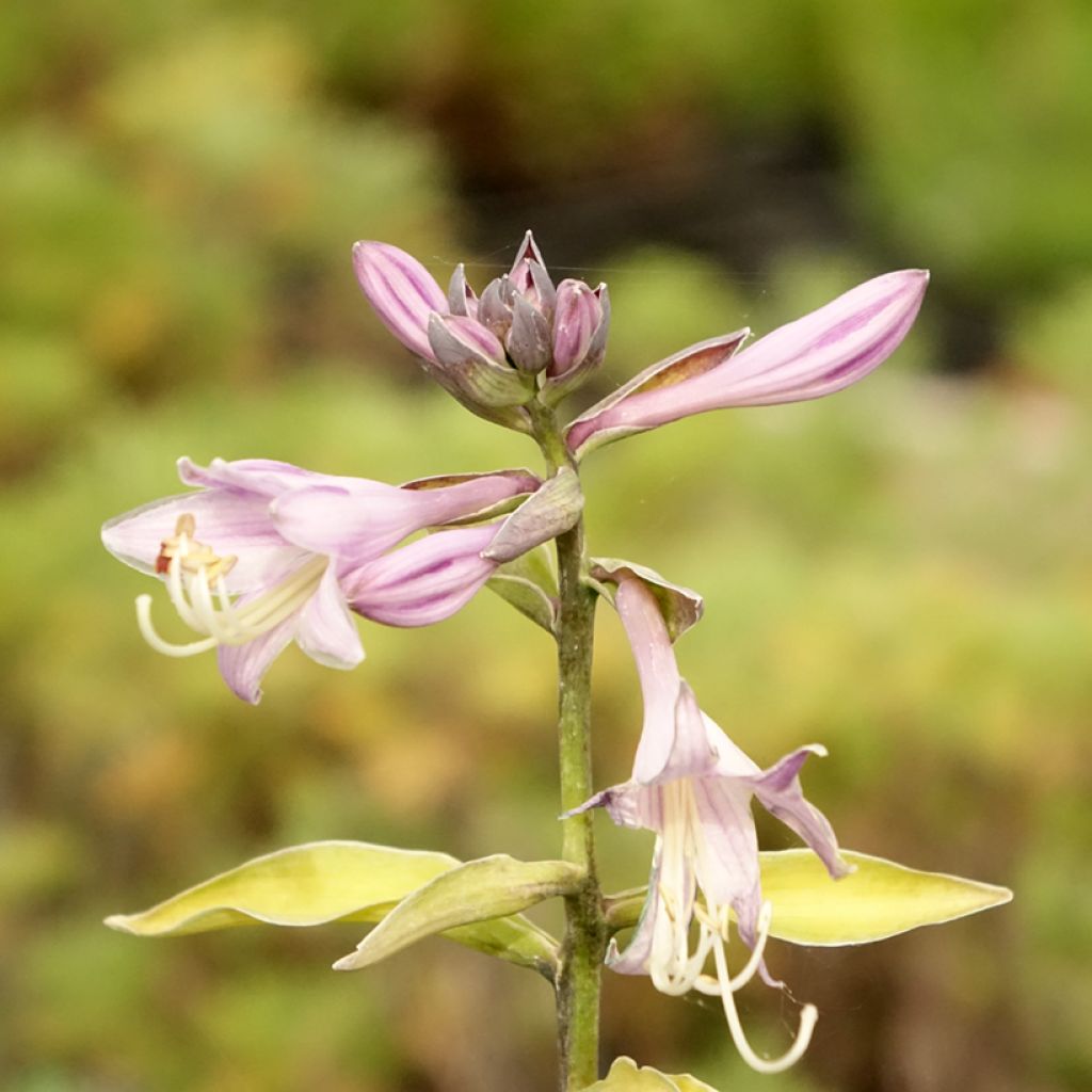 Hosta fortunei Gold Standard