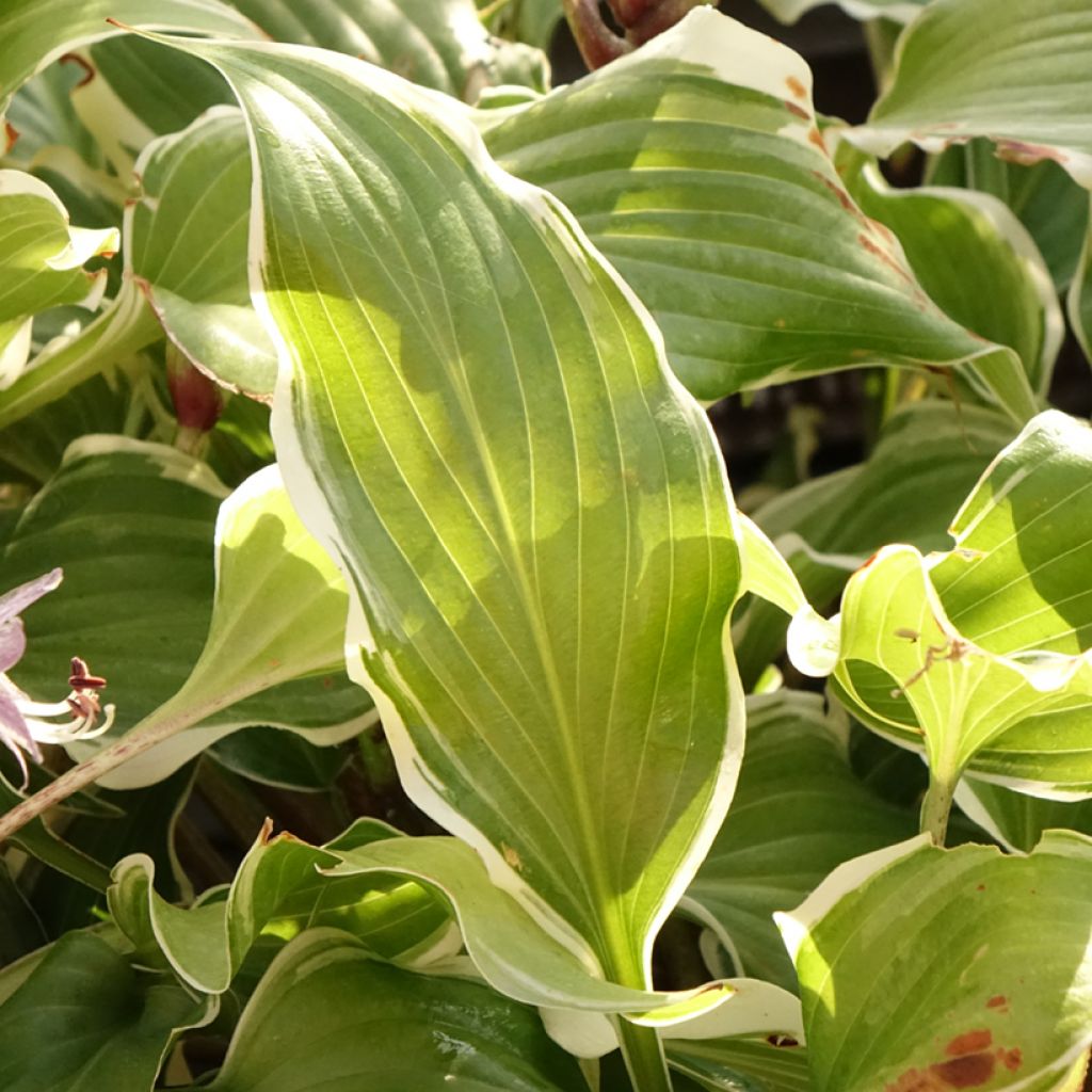 Hosta Frosted Raspberry