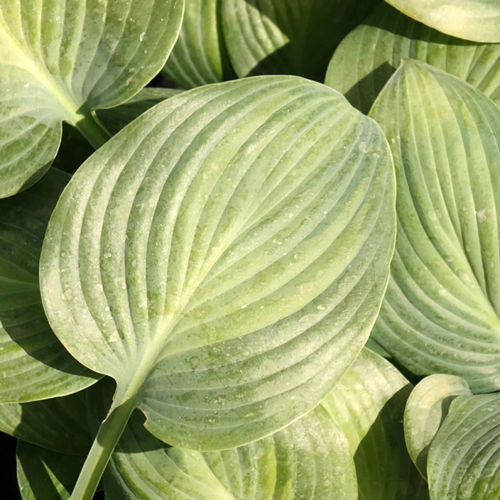 Hosta Goldbrook Glimmer