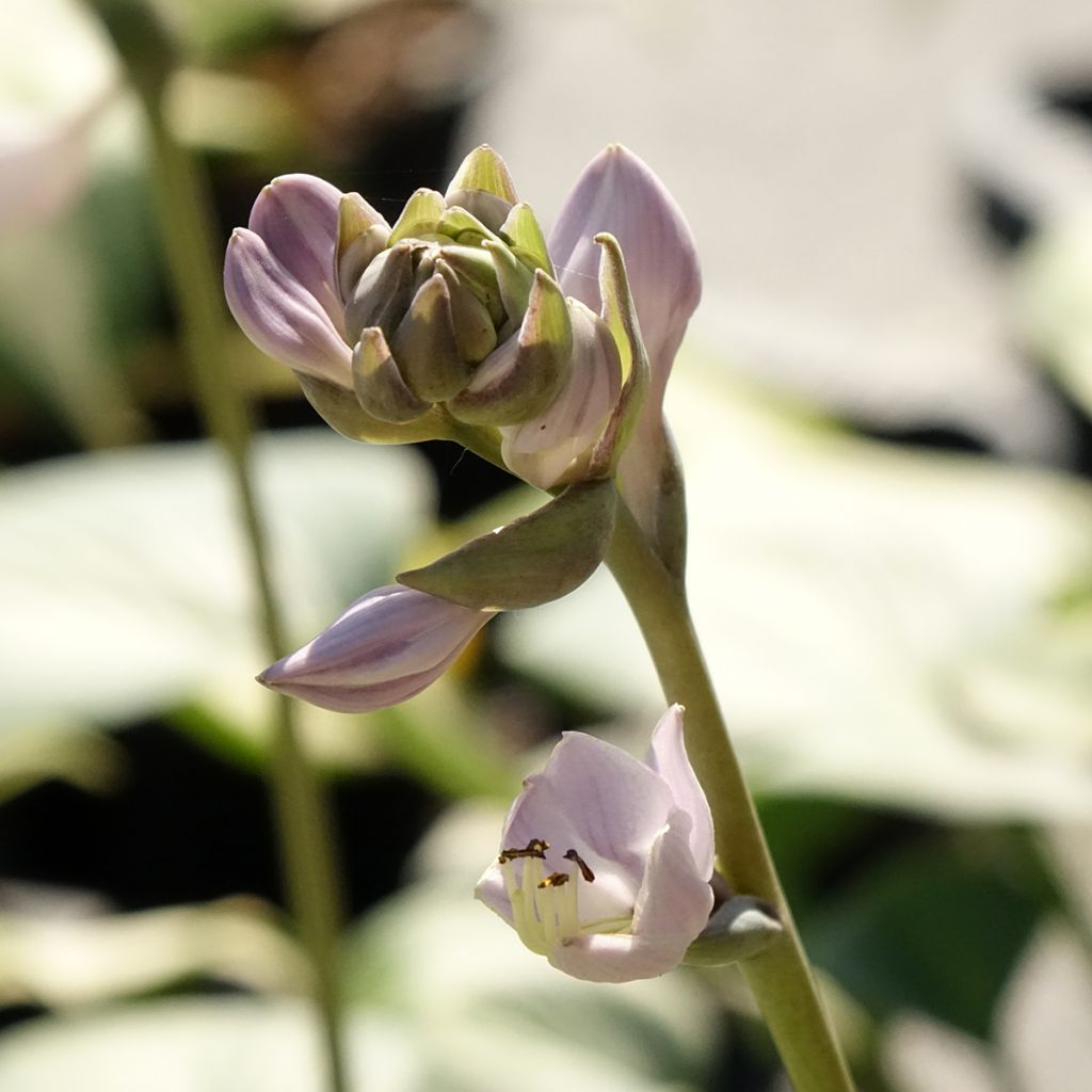 Hosta Goldbrook Glimmer