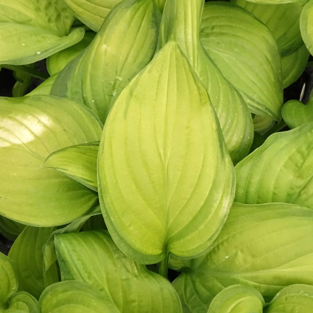 Hosta Guacamole - Hartlelie