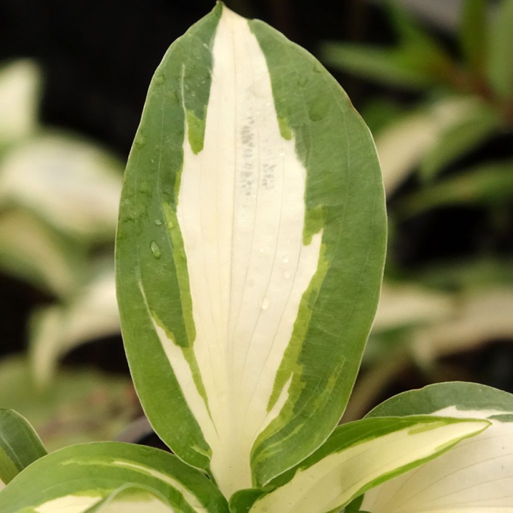Hosta Hans