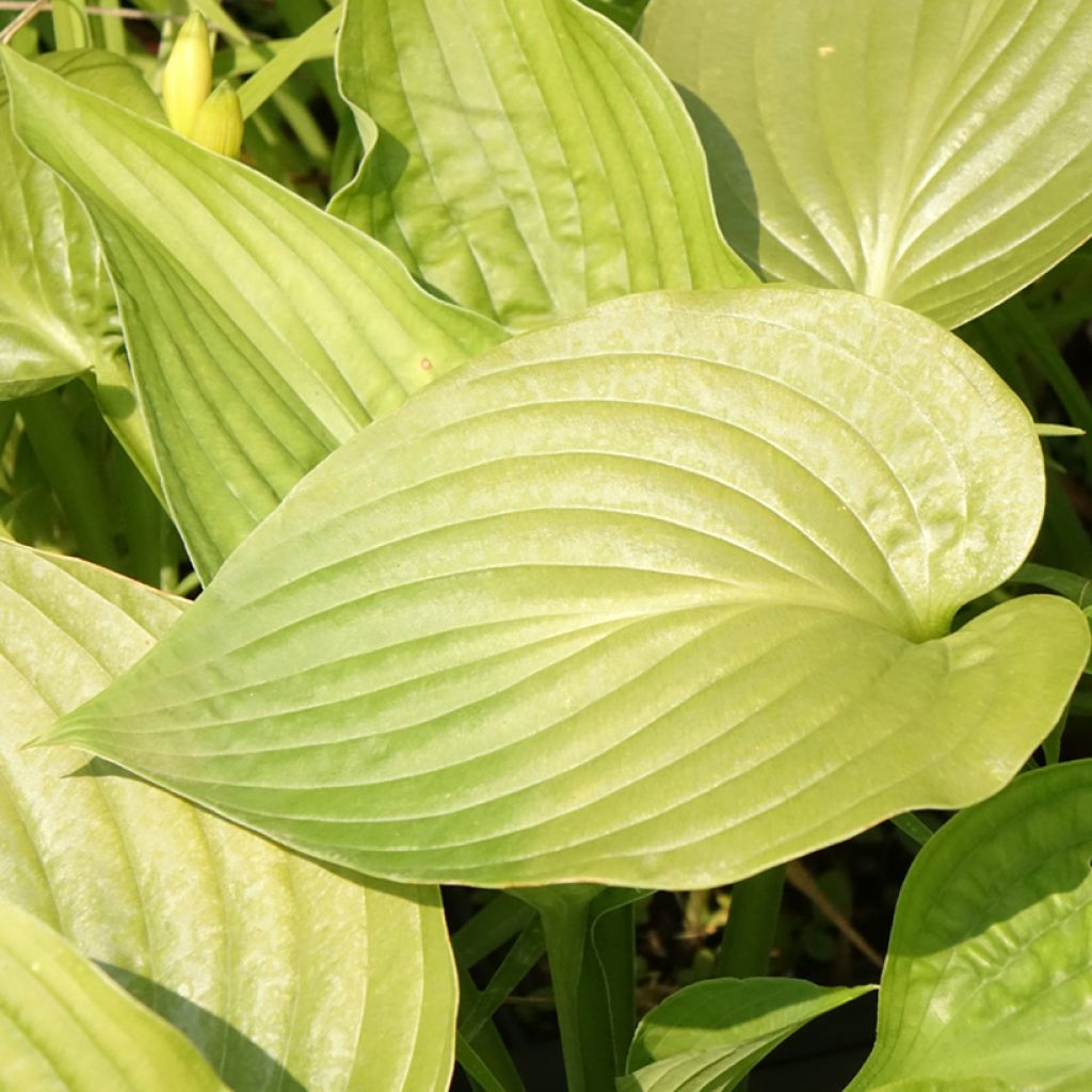 Hosta Lakeside Maverick