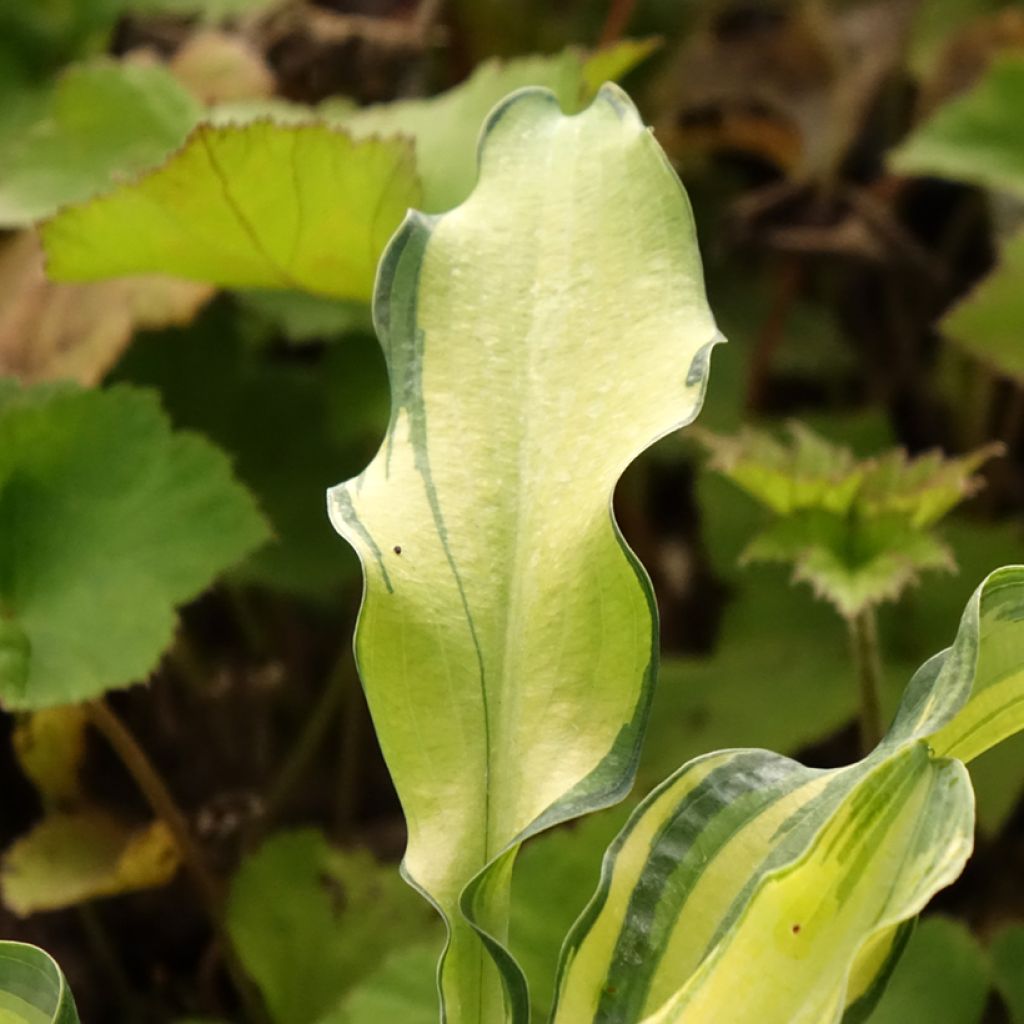 Hosta Ripple Effect