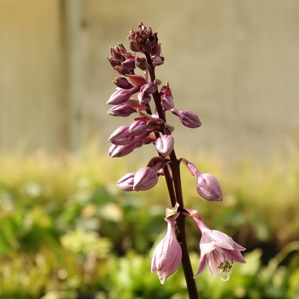 Hosta Sorbet
