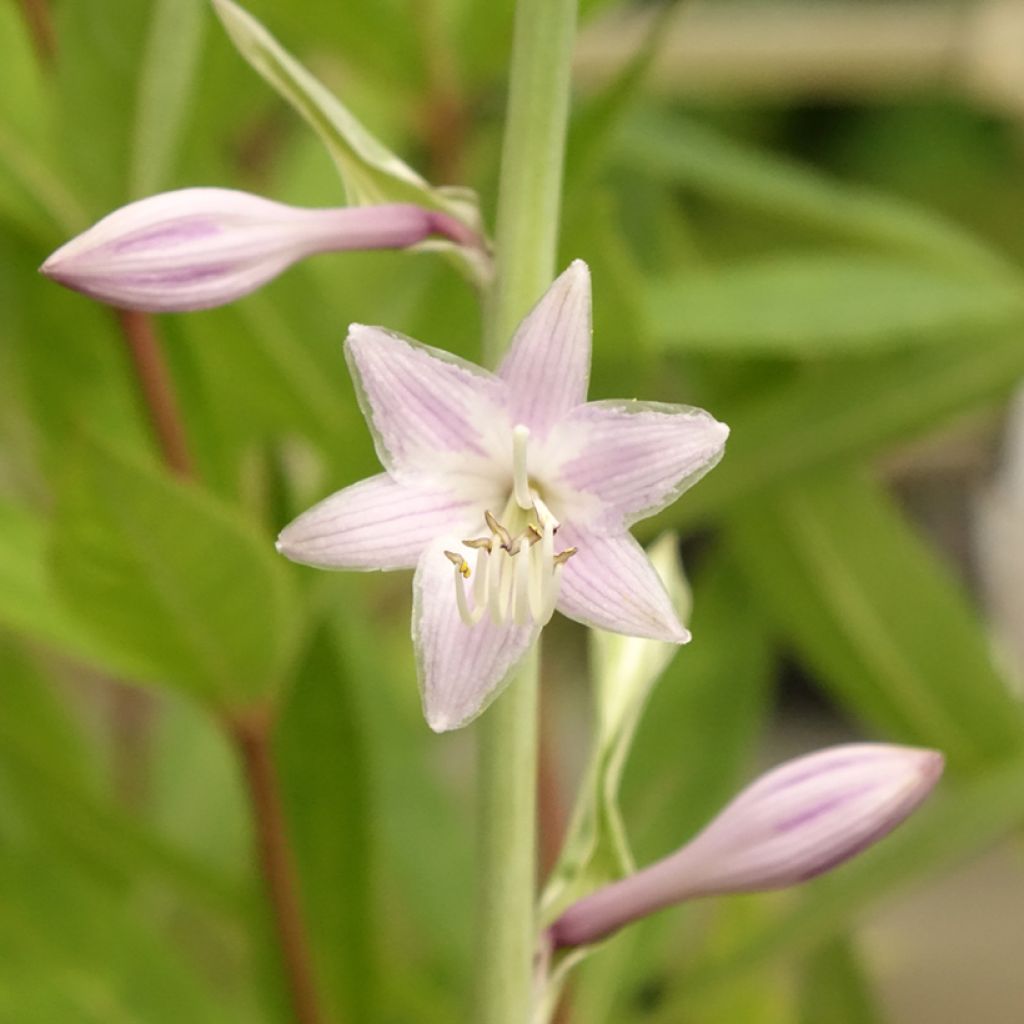Hosta Striptease