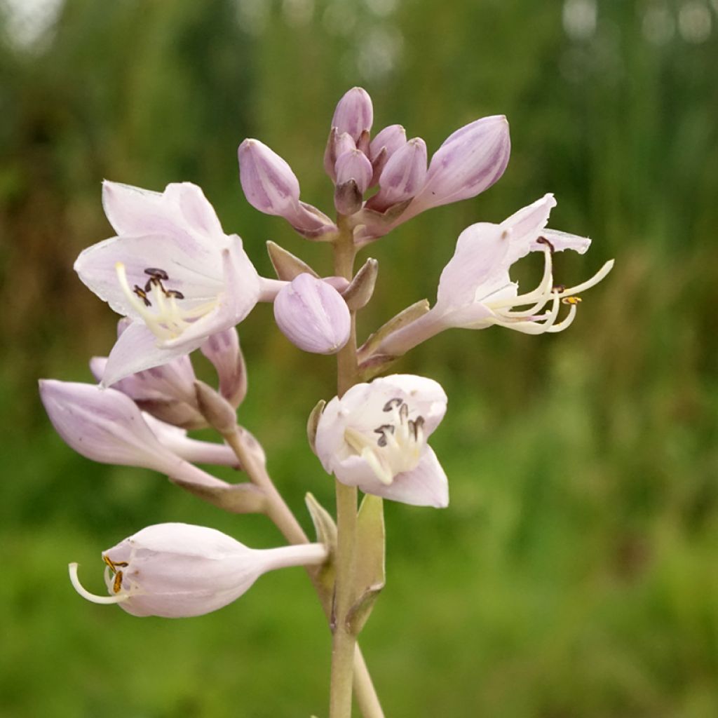 Hosta Touch Of Class