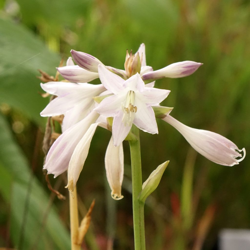 Hosta Victor