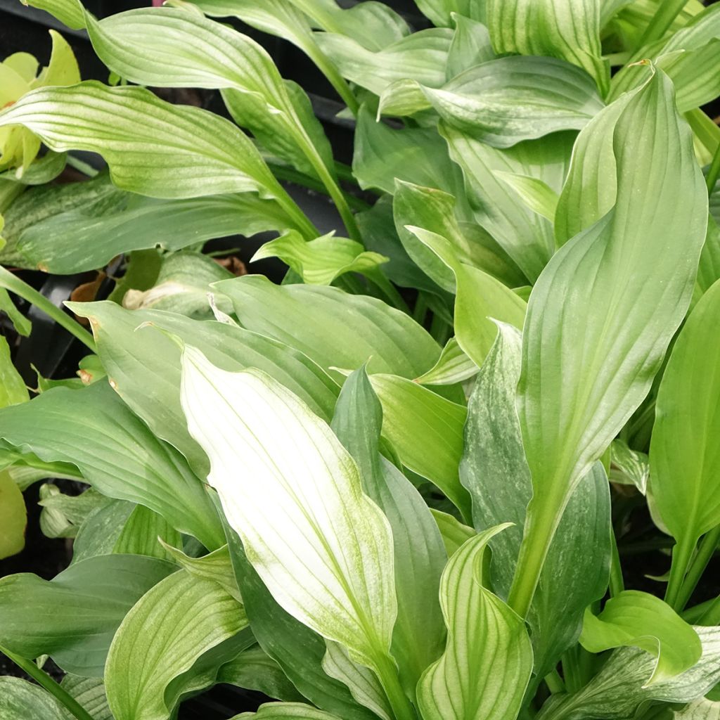 Hosta White Feather