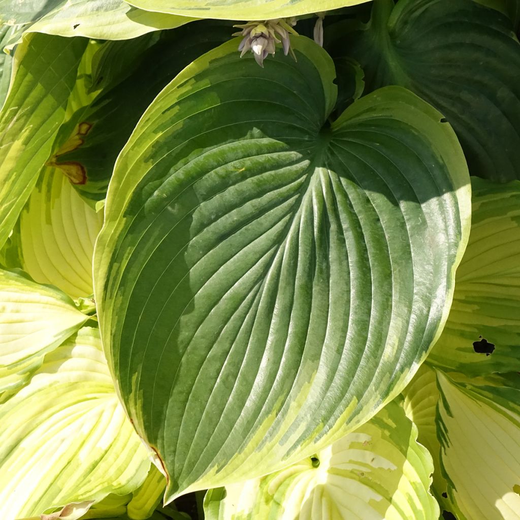 Hosta Wu