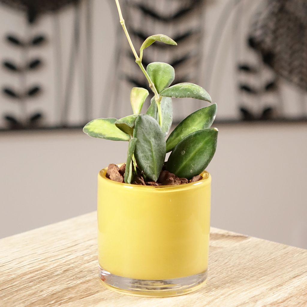 Hoya burtoniae Variegata - Fleur de porcelaine