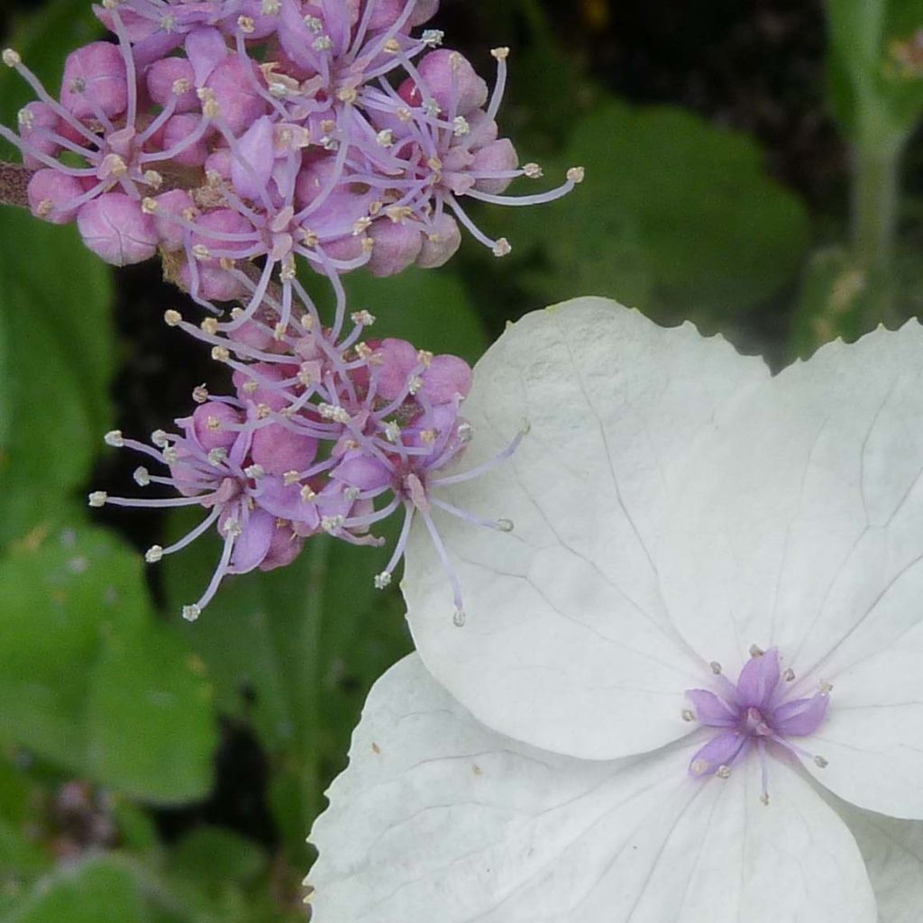 Hortensia - Hydrangea aspera Macrophylla